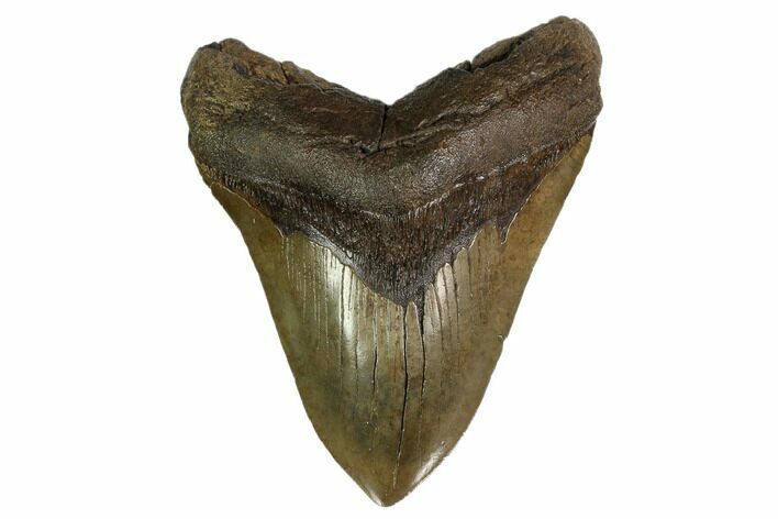 Giant, Fossil Megalodon Tooth - South Carolina #159733